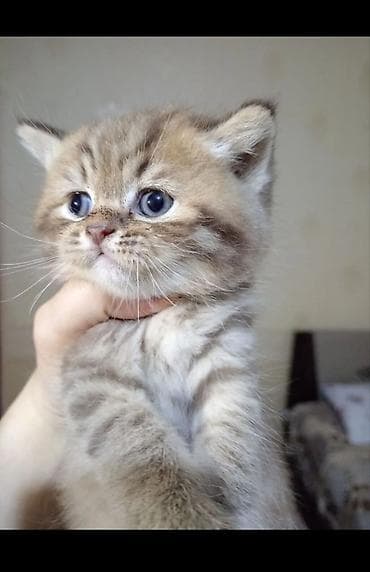 şotlan: Şotland, Erkək, Yaxşı əllərə, Ünvandan götürmə — 1