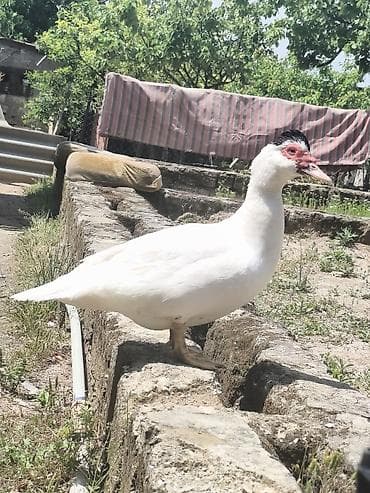 cins heyvanlar: Ördek satılır tecılı elaqe nömre:070-477-14-97 vaçap da var 2 sesli — 2