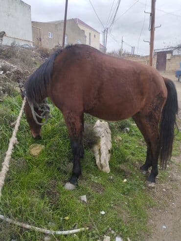 животные в добрые руки баку: Qəhvəyi rəngli at - Növ: yerli minik/iş atı - Rəng: tünd qəhvəyi — 4