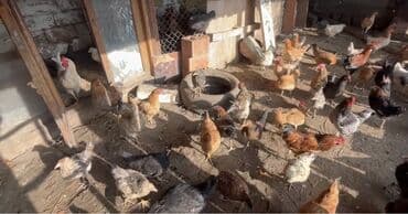 ordek nece gune bala cixarir: Yumurtyan toyuqlar
Və colpalar satlır tecili — 1