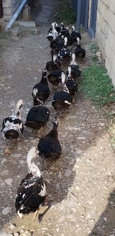 xacmazda satilan inekler: Ördəklərimi satıram lal ördəklərdi. Xoruzların 20 azn, Fərə lər 15 — 1