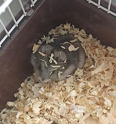 guinea pig: 1 aylıq erkək cunqarik bala satılır. Sağlam, şirin, aktiv və — 1