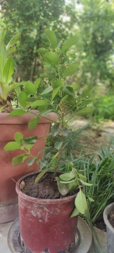 həmişə yaşıl bitkilər: Вечно зелёный куст — 2