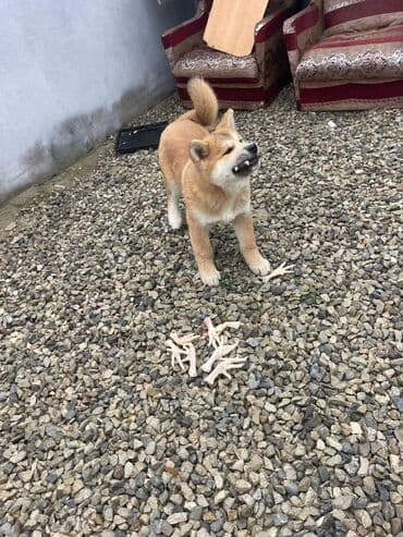 Volvo: Акита-ину, 3 месяца, Самец, Бесплатная доставка — 3