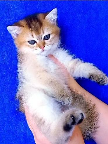 lalafo pişiklər: Britan, Erkək, Dişi, Yaxşı əllərə, Ünvandan götürmə — 3