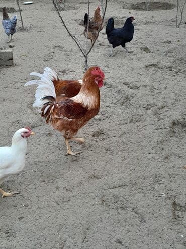 Toyuqlar: Məhsul: Xoruz Təsvir: - Rəng: qarışıq qızılı-qəhvəyi kürək, açıq krem — 4