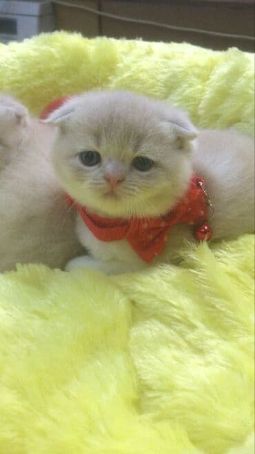 vəhşi pişik: Britan, Yaxşı əllərə — 1