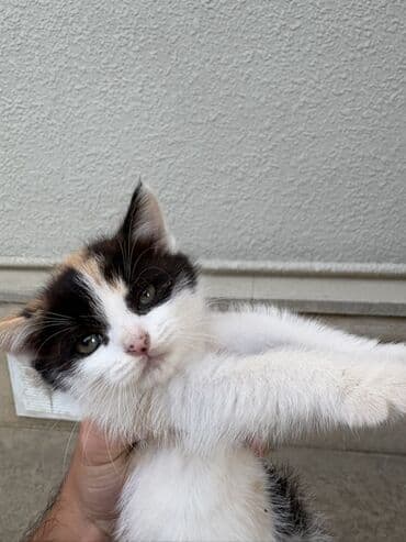 домашние котята добрые руки: Yaxşı əllərə — 1