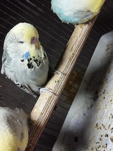 naxcivan heyvan elanlari: Jumbolar satilir,2 aylig balalardi biri mayadi 3 Erkey,qiymətlər — 5