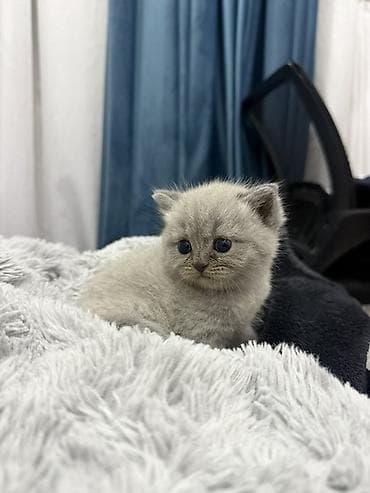 sirin pişik balalari: Britan — 1