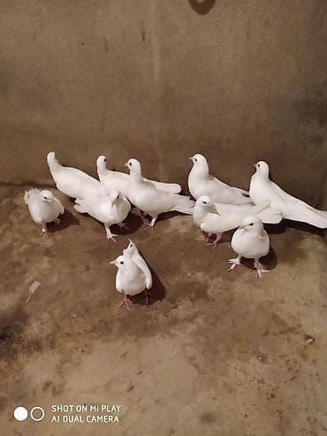 amadin quşu: Ünvan Maştağa. Ağ — 4