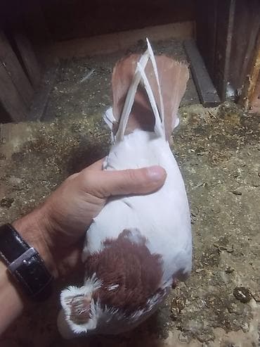 dəvə quşu satışı: Kekilli qırmızı boyun biri erkek biri maya. bir eded sari boyun kekili — 6