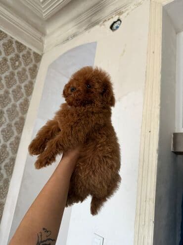 Pudel, 3 ay, Erkek, Peyvəndli, Ünvandan götürmə