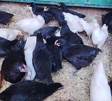 eşey satışı: Toyuq, Damazlıq — 3