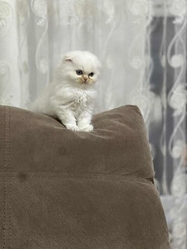 cins pişik: Yaxşı əllərə — 1