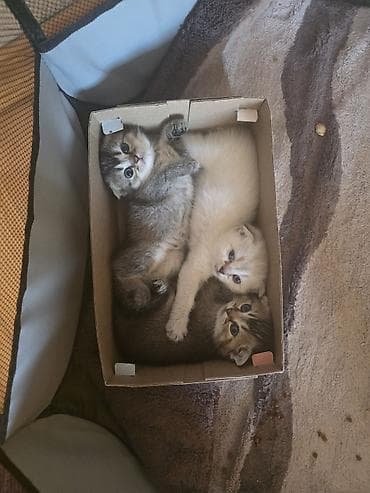 it bazari 2021: Şirin pişik balaları - Cins: Scottish Fold/Scottish Straight tipli — 2
