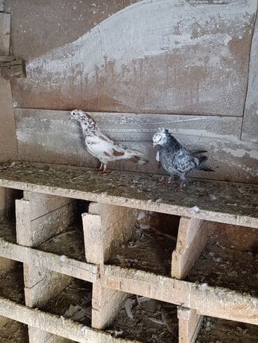Gəmiricilər: Qusdar göz qabaqinda saglam qusdari çil kekili Erkey obirsi maya — 1