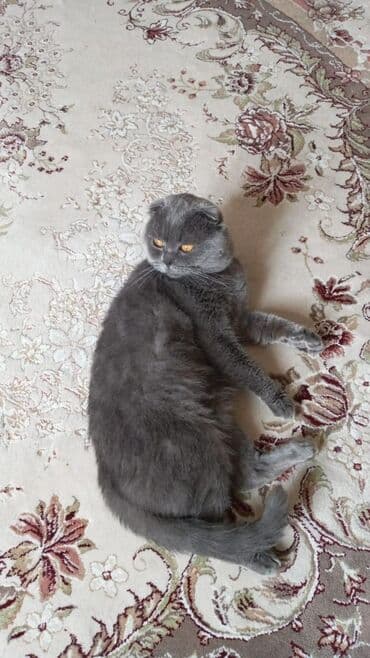 вислоухие коты серые: Шотладская вислоухая, Самец — 1