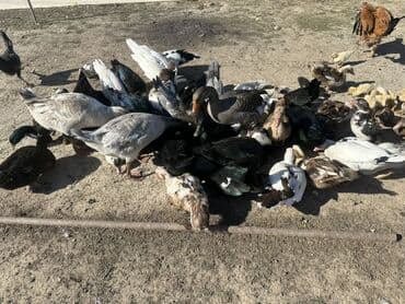 kuban ördek: Salam Aleykum Satılır Ördək Qaz Ördək Cücəsi Toyoq 36 Ədəd Lal Ördək — 15