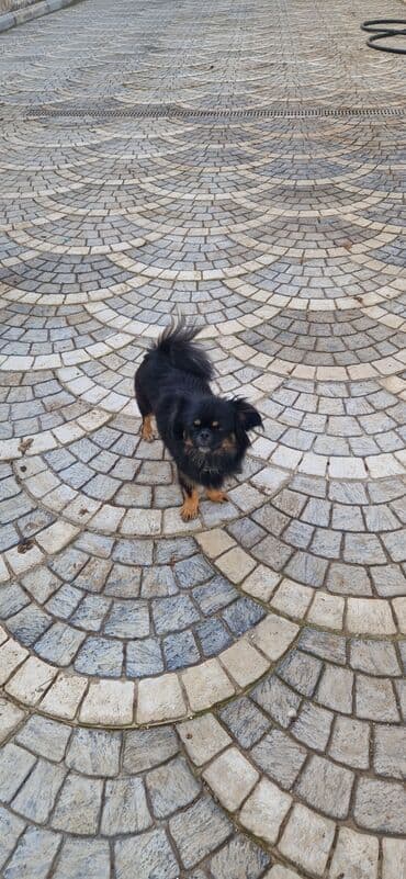 чихуахуа в добрые руки: Пекинес, 1 год, Самка, С прививками, Самовывоз — 3