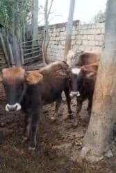 heyvanlara verilen adlar: Dana, buzov, Erkək, ay: 4, 65 kq, Damazlıq, Ünvandan götürmə — 1