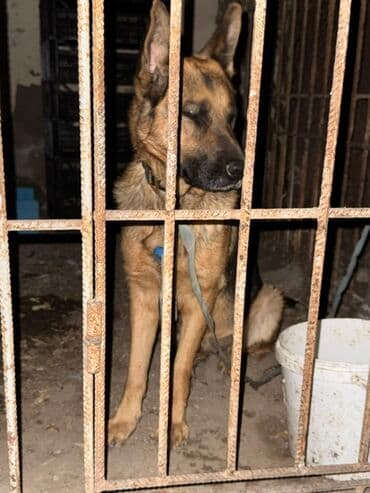 balaca itler: Alman çoban iti, 1 il, Dişi, Peyvəndli, Ünvandan götürmə, Ödənişli çatdırılma — 2