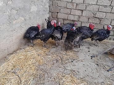 Balıqlar: Erkək, Amerika, Damazlıq — 7