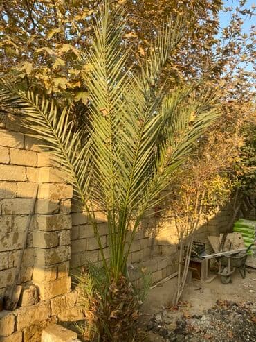 dekor hərflər: Xurma palması (Phoenix dactylifera) – dekorativ palma - Növ: Xurma — 2