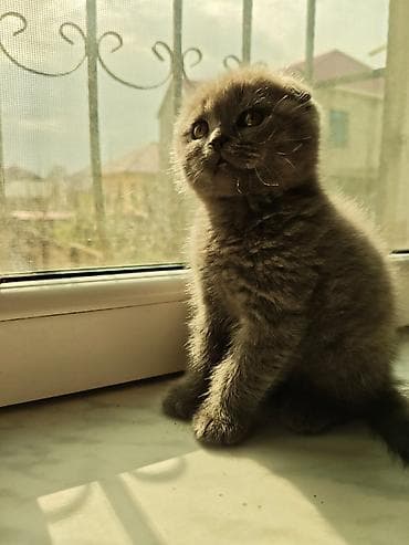 pişik cütleşdirmek: Britan — 4