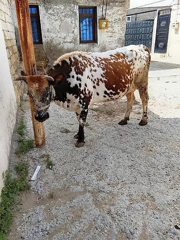 Məhsul: Xallı inək (dişi) Təsvir: - Rəng: ağ-qəhvəyi fonda qara-ağ lalafo.az -da Məhsul: Xallı inək (dişi) Təsvir: - Rəng: ağ-qəhvəyi fonda qara-ağ
