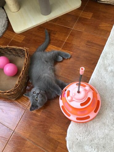 şotlan pişik: Şotland yastı qulaq, Erkək, Dişi, Yaxşı əllərə, Ünvandan götürmə, Pulsuz çatdırılma, Ödənişli çatdırılma — 128