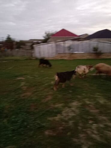 südlü inekler: Самка, Qala, лет: 1, 50 кг, Для мяса, Для разведения, Для молока, Платная доставка — 5