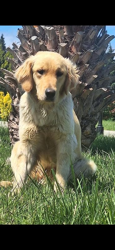 qurdbasar itleri: Retriever, 1 il, Dişi, Ünvandan götürmə — 1