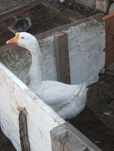 ördəyi: Ağ rəngli qaz bir erkeydi boyuk qazdi xalmaqornan qarisiqdi qizmis — 2