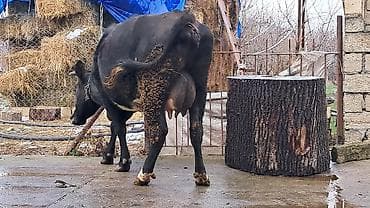 Собаки: Самка, Simental, лет: 4, 650 кг — 6