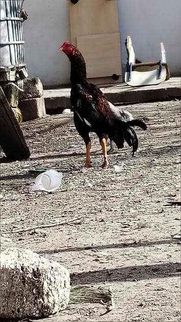 Salam aleykum. Super cins bece meşqi olub cidi isdeyene atilacaq lalafo.az -da Salam aleykum. Super cins bece meşqi olub cidi isdeyene atilacaq