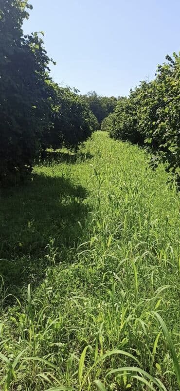 20ci sahe kiraye ev: 100 sot, Biznes üçün, Barter mümkündür, Kupça (Çıxarış) — 7