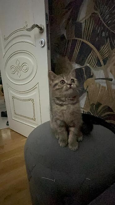 pisiyler: Şotland yastı qulaq — 6