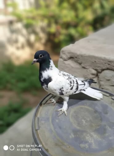 arı şəkilləri: Qara-ağ ləkəli dekorativ göyərçin - Rəng: baş və boyun hissəsi tünd — 2