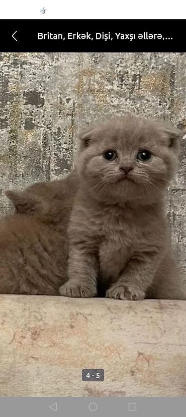 sahiblən: Şotland, Yaxşı əllərə — 4