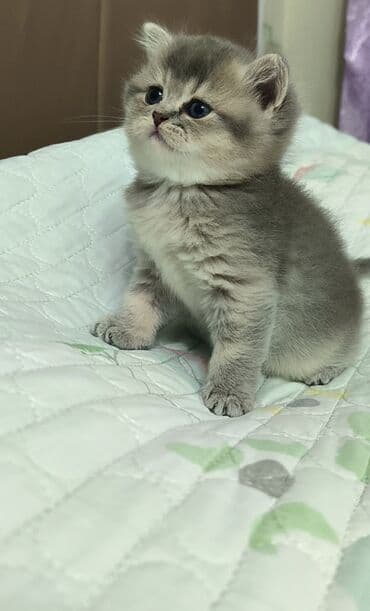 şirin pişik: Şotland yastı qulaq, Erkək — 3