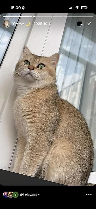 Balıqlar: Şinşilla, Erkək, Cütləşmə üçün — 2