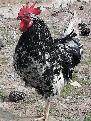 cat: Toyuq cücələri, Damazlıq, Rayonlara çatdırılma, Ünvandan götürmə, Pulsuz çatdırılma — 2