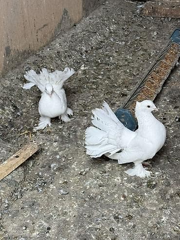 heyvanlar quslar: London povlinleri ve delfin erkey satilir ciddi alicilar yazsin — 6