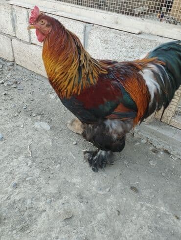 heyvanlara verilen adlar: Курица, Brama, Для разведения, Платная доставка, Бесплатная доставка — 6