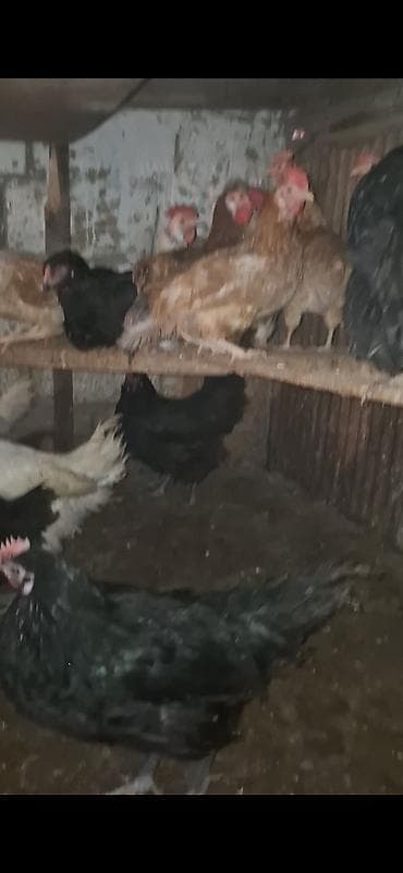 akvarium baliqlari satilir: Toyuq, Ətlik — 1