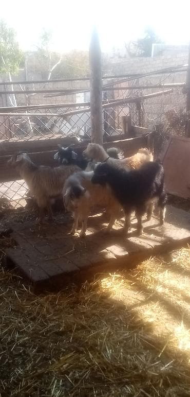keci satanlar: Salam saglam arpa yonca yeyen çəpişlərdi real alıcılar zeng vursun tek — 3