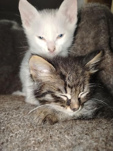 pişik alıram: Türk anqora, Erkək, Dişi, Yaxşı əllərə, Pulsuz çatdırılma — 3