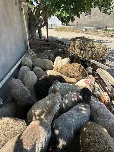 cixuaxua satilir: Qoyun sürüsü satılır - Növ: yerli qarışıq etlik və damazlıq tipli — 4