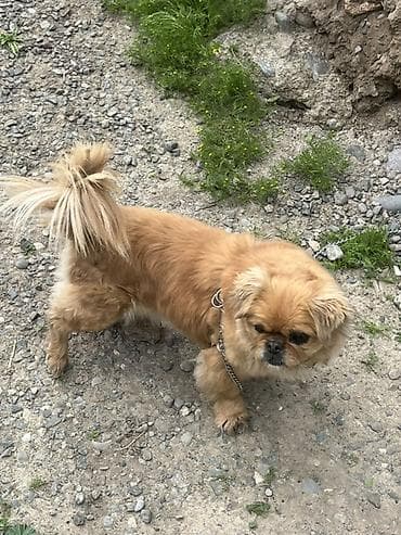 Pekines, Dişi, Ünvandan götürmə